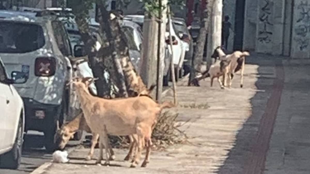 Bodes soltos na Raja Gabaglia: de quem é a responsabilidade pelos animais?