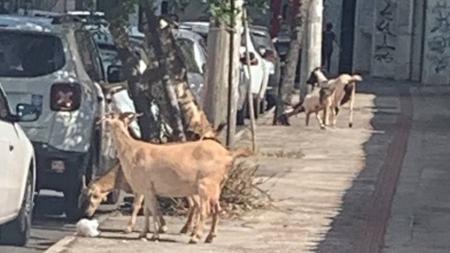 Bondes são vistos com frequência na avenida Raja Gabaglia
