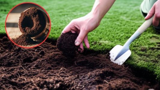 Como usar a borra de café para cuidar do seu jardim