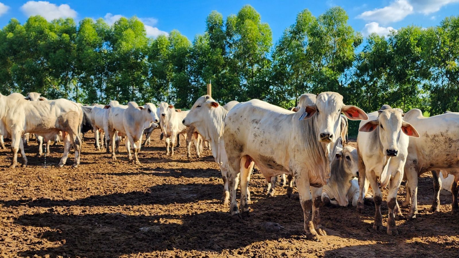 Brasil exportará gordura animal ao Japão; carne bovina aguarda liberação