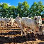 Epamig avaliará alternativas para reduzir emissão de metano na pecuária bovina