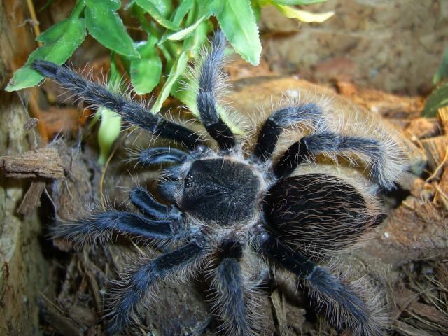 Homem é investigado por tentar enviar 73 aranhas para a Alemanha