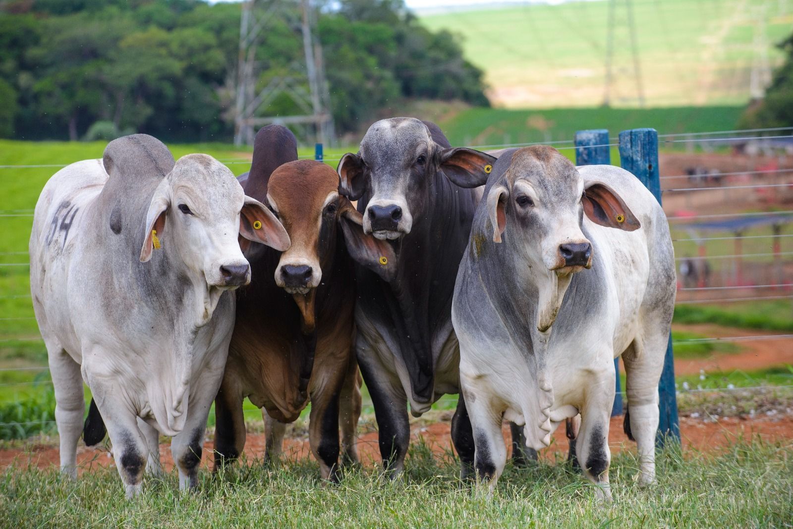Especialista alerta para cuidados com o rebanho bovino no período seco