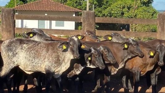 Brasil e Colômbia discutem comércio de gado vivo
