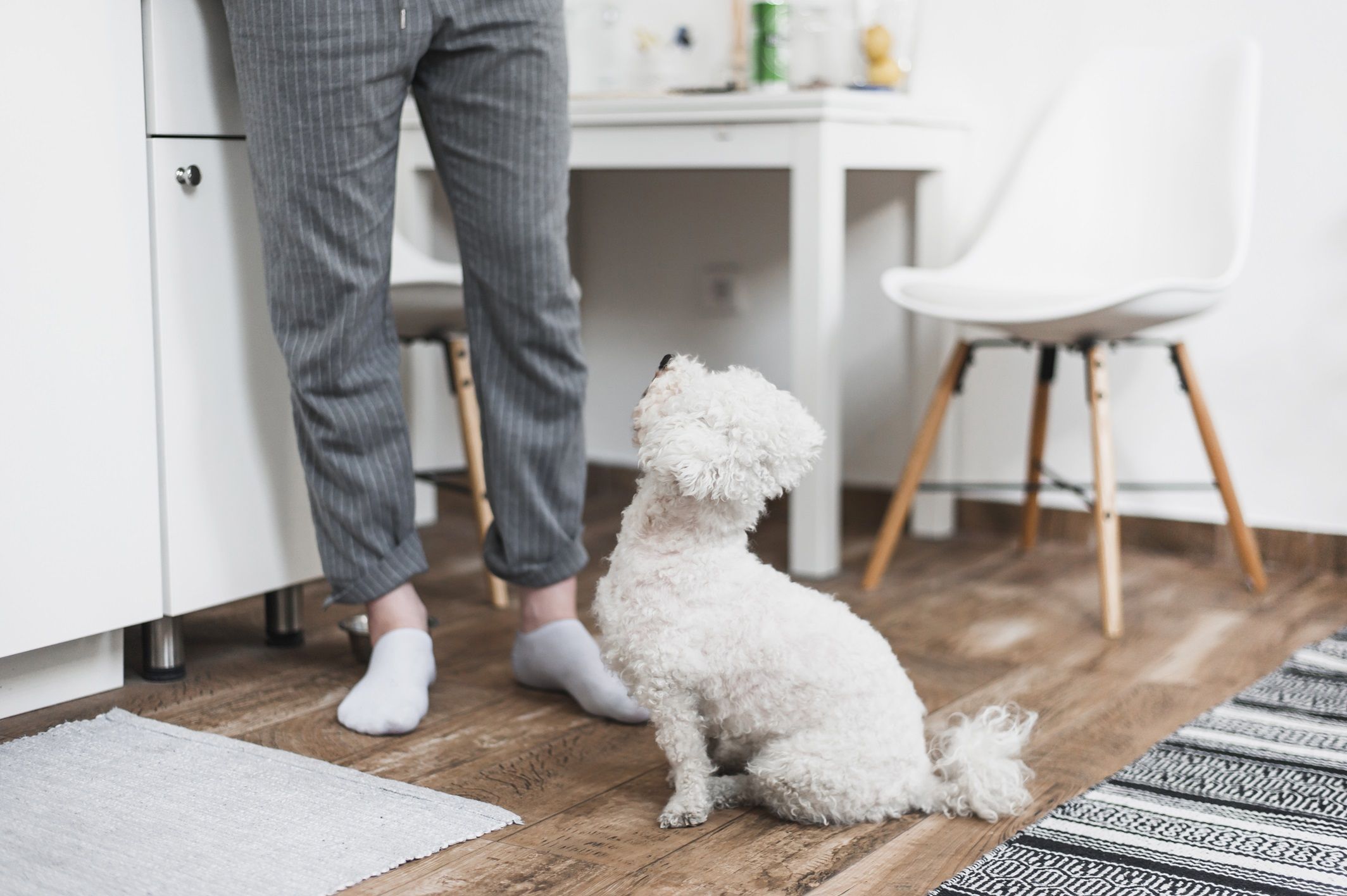 Produtos de educação sanitária para cães não substituem adestramento
