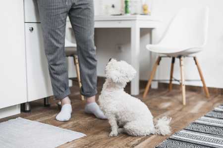 A educação sanitária canina pode ser um processo desafiador, mas é plenamente alcançável com o uso correto de produtos específicos, paciência e consistência na rotina