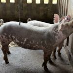 Nova onda de bem-estar animal propõe 'brinquedos' para acalmar e entreter os suínos