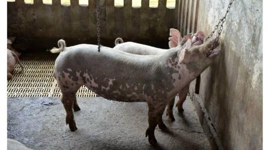 Brinquedos estimulem os suínos a desenvolver comportamentos naturais, como fuçar, brincar e desenvolver laços de grupo
