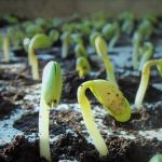 Demanda por alimentos deve crescer em ritmo superior à oferta, diz OCDE