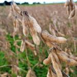 Minas desenvolve cultivar de soja de alta produtividade e resistência a doenças