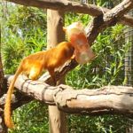 Onda de calor: animais do zoológico de BH ganham 'picolés' de frutas e carnes para se refrescar