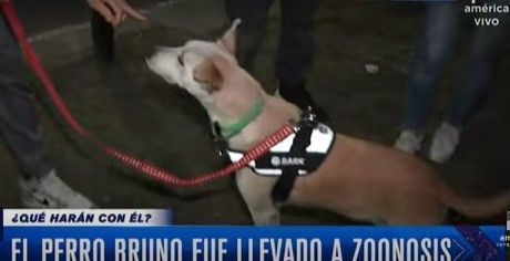 Repórter tenta fazer carinho em cão chamado de 'assassino' e é mordido ao vivo na Argentina