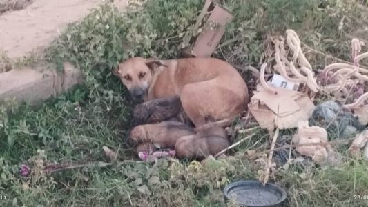 Bueiro estava com a tampa aberta; não há detalhes de como a cadela caiu