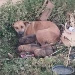 Cadela com seis filhotes cai em bueiro e é resgatada pelos bombeiros 