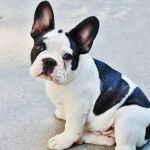 Buldogue francês supera labrador como o cão mais popular dos EUA