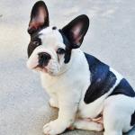 Buldogue francês supera labrador como o cão mais popular dos EUA