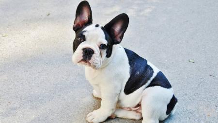 Buldogue francês é versátil e bem-humorado
