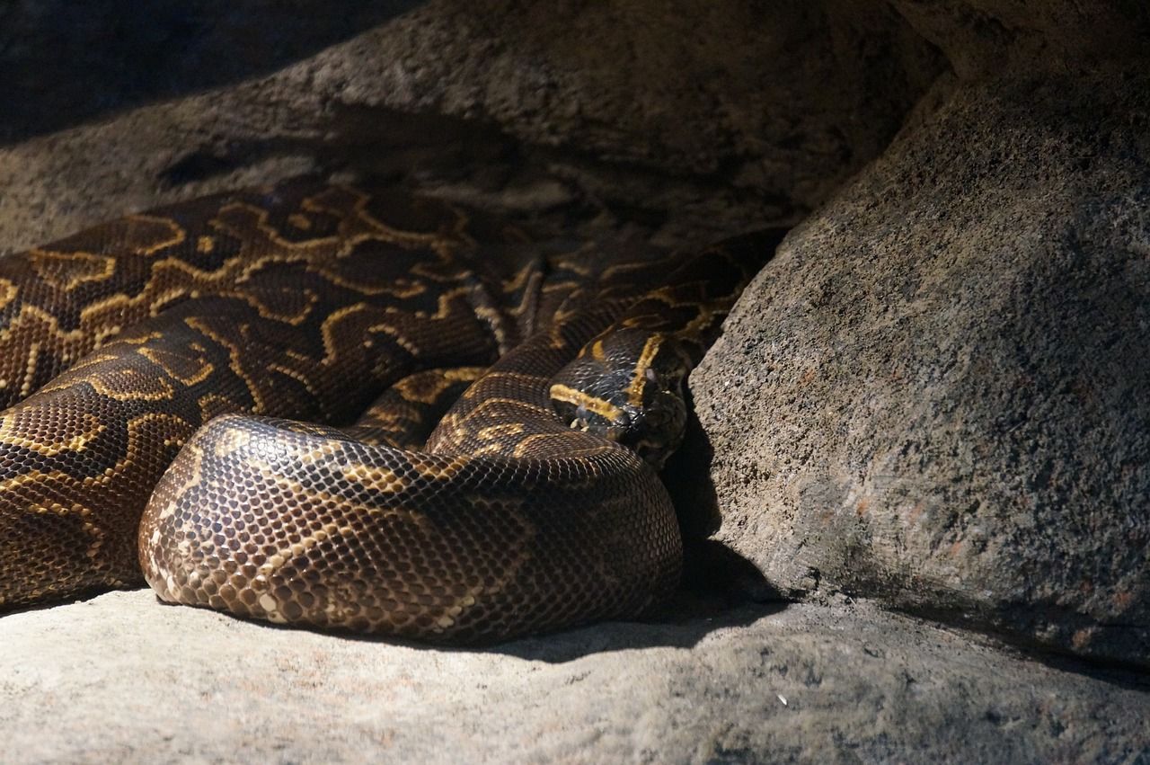 Em um mês, segunda mulher desaparecida é encontrada morta em barriga de cobra na Indonésia