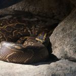 Em um mês, segunda mulher desaparecida é encontrada morta em barriga de cobra na Indonésia