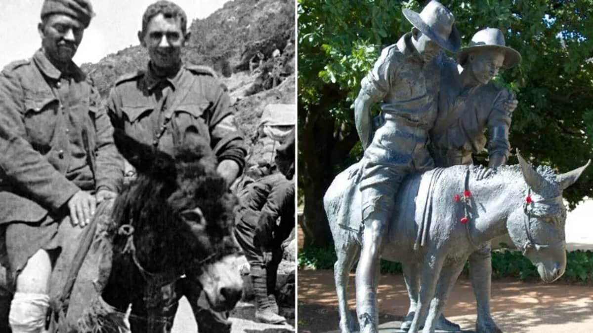 Burro mais corajoso do mundo ganha medalha por salvar soldados na Primeira Guerra Mundial  