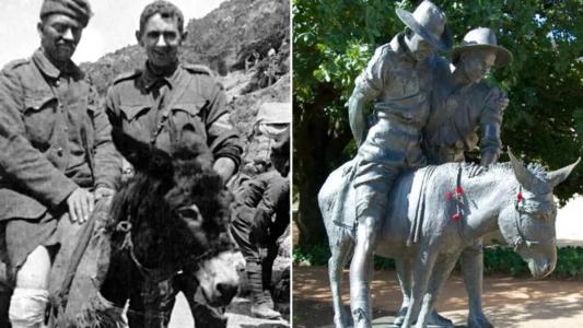 Burro Murphy ganhou uma Cruz Roxa por bravura animal durante o socorro aos soldados na guerra