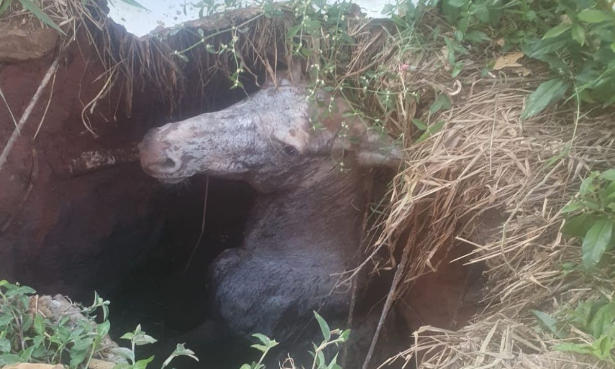 Burro é resgatado após ficar preso em fossa de esgoto em Barbacena