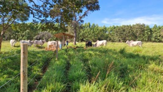 Forrageiras adaptadas ao semiárido mineiro apresentam bom desempenho sob pastejo