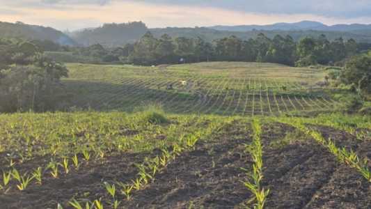 Palmito pupunha do Vale do Ribeira ganha selo de indicação geográfica