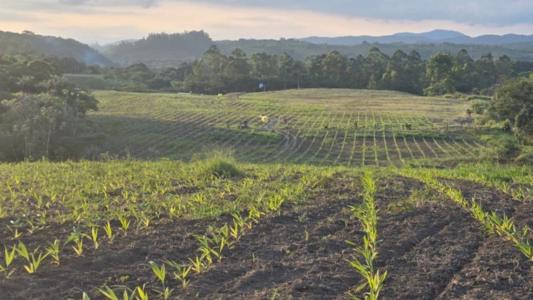 Palmito pupunha do Vale do Ribeira ganha selo de indicação geográfica