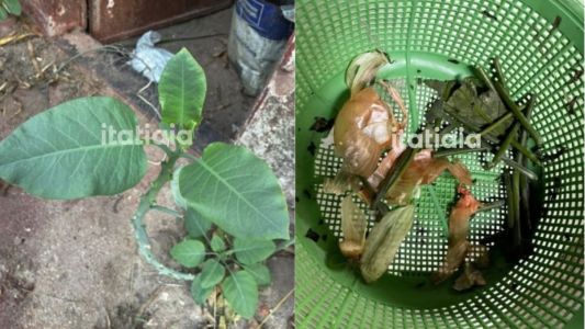 Nicotiana glauca: conheça a 'falsa couve' que deixou três pessoas entubadas em MG