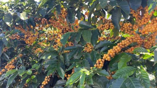 Nova cultivar de café arábica promete alta produtividade e resistência a doenças