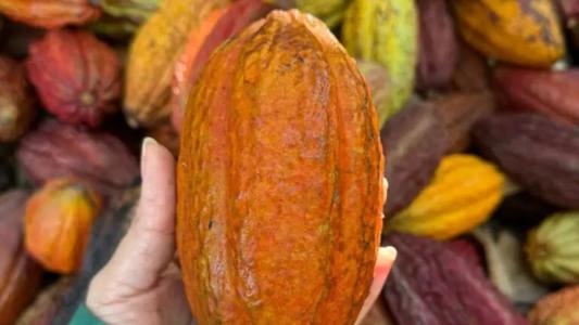 EPAMIG inicia primeira pesquisa sobre cultivo de cacau no semiárido mineiro