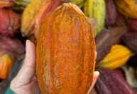 EPAMIG inicia primeira pesquisa sobre cultivo de cacau no semiárido mineiro