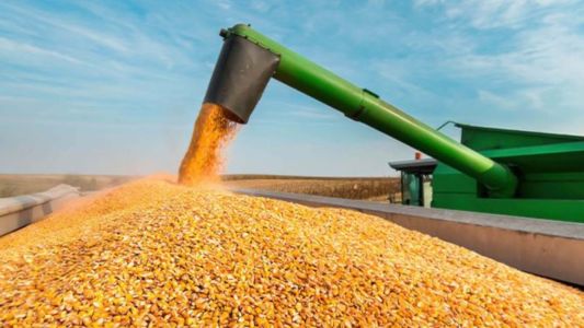 Milho consolida papel estratégico na produção, exportação e segurança alimentar