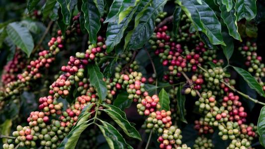Chuva alivia cafeicultores do Sudeste; impactos de ventania foram mínimos, diz Cepea