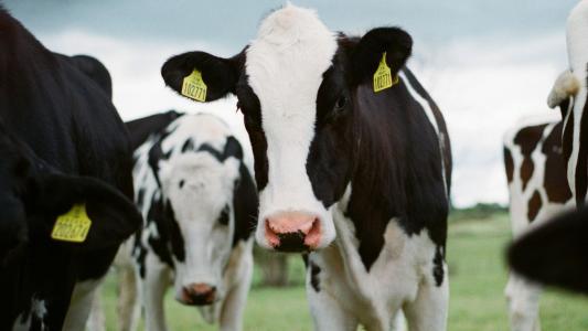 Vacas