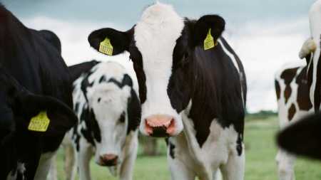 Vacas