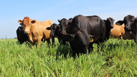 Carne Baixo Carbono é anunciada na COP 30 e garante pecuária sustentável