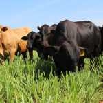 Carne Baixo Carbono é anunciada na COP 30 e garante pecuária sustentável
