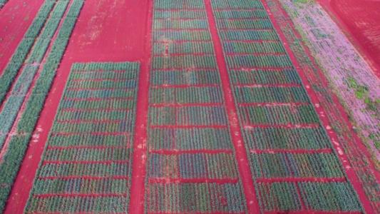 Monitoramento hídrico garante eficiência e produtividade no cultivo da cana