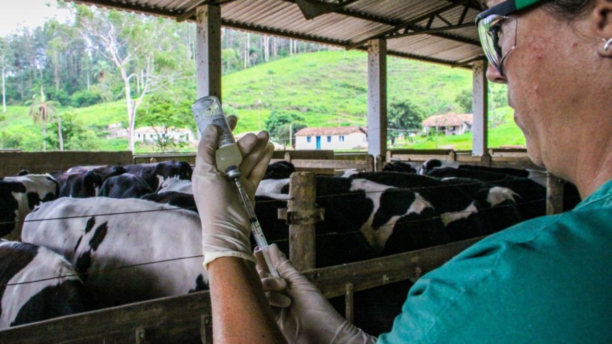 Campanha de vacinação contra brucelose em SP termina nesta quarta-feira (31)