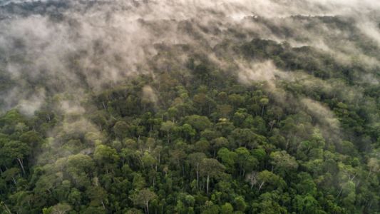 Novo decreto regulamenta créditos de carbono em concessões florestais