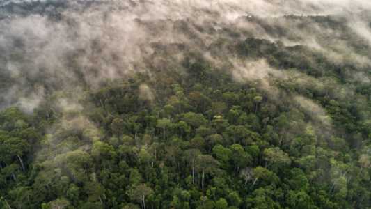 Novo decreto regulamenta créditos de carbono em concessões florestais