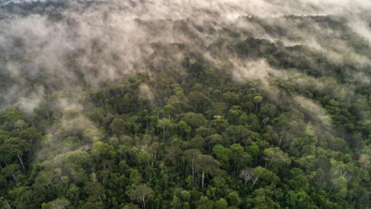 Novo decreto regulamenta créditos de carbono em concessões florestais