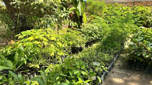 Projeto transforma quintais em produção agroecológica no arquipélago do Marajó