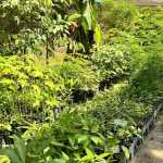 Projeto transforma quintais em produção agroecológica no arquipélago do Marajó