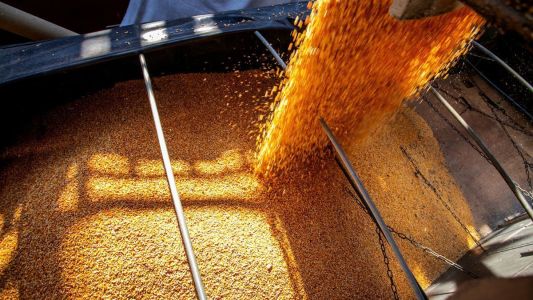 Milho ganha força e consolida expansão no campo paranaense em 2025