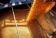 Milho ganha força e consolida expansão no campo paranaense em 2025