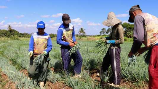 Produção irrigada bate recorde em 2025 e ultrapassa 134 mil toneladas em Sergipe