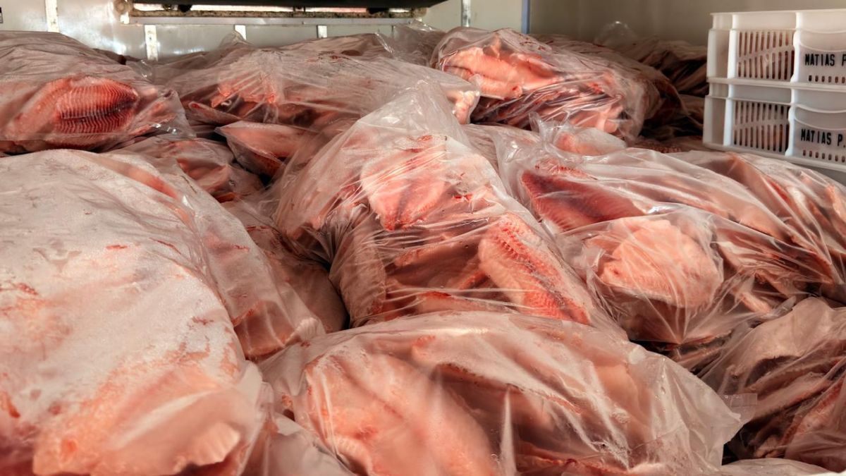 Polícia apreende cinco toneladas de tilápia em Campo Grande